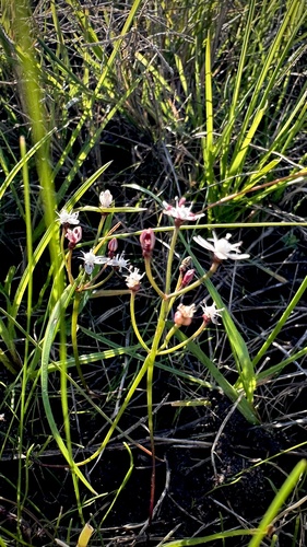 Fine Snowflake (Strumaria tenella)