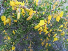 Wiborgiella