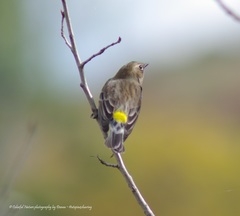 Setophaga coronata