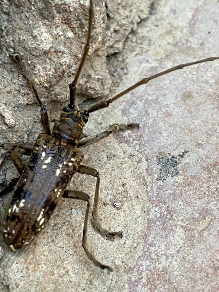 Monochamus stuhlmanni