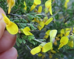 Wiborgiella