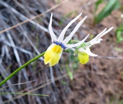 Nemesia cheiranthus