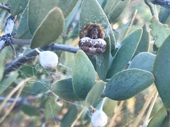 Mastophora cornigera