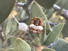 Mastophora cornigera