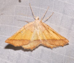 Lychnosea helveolaria