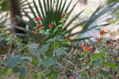 Malvaviscus arboreus drummondii