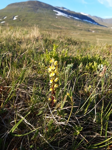 Oeder's Lousewort