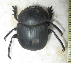 Scarabaeus ambiguus