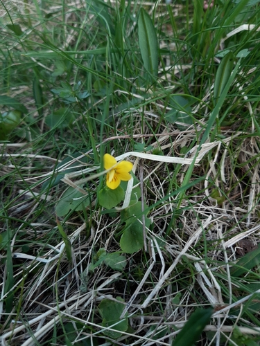 Twoflower Violet
