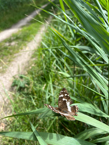 Purple Emperor, Biezekamp, Groesbeek, Gelderland, NL, photo 7 of 10