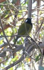White-Eared Honeyeater photo 6