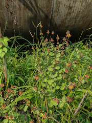 Alysicarpus sanjappae