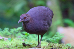 Cinereous Tinamou photo 1