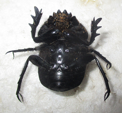 Scarabaeus ambiguus