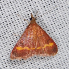 Pyrausta pseuderosnealis
