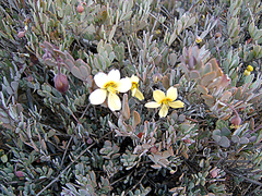 Roepera debilis