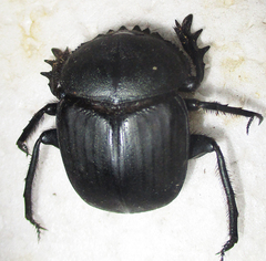 Scarabaeus ambiguus