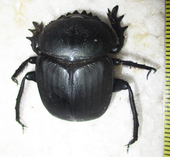 Scarabaeus ambiguus