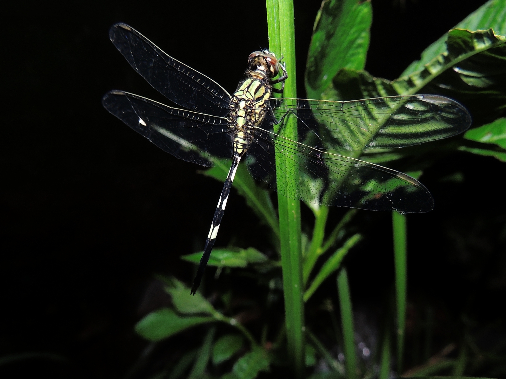 Slender Skimmer