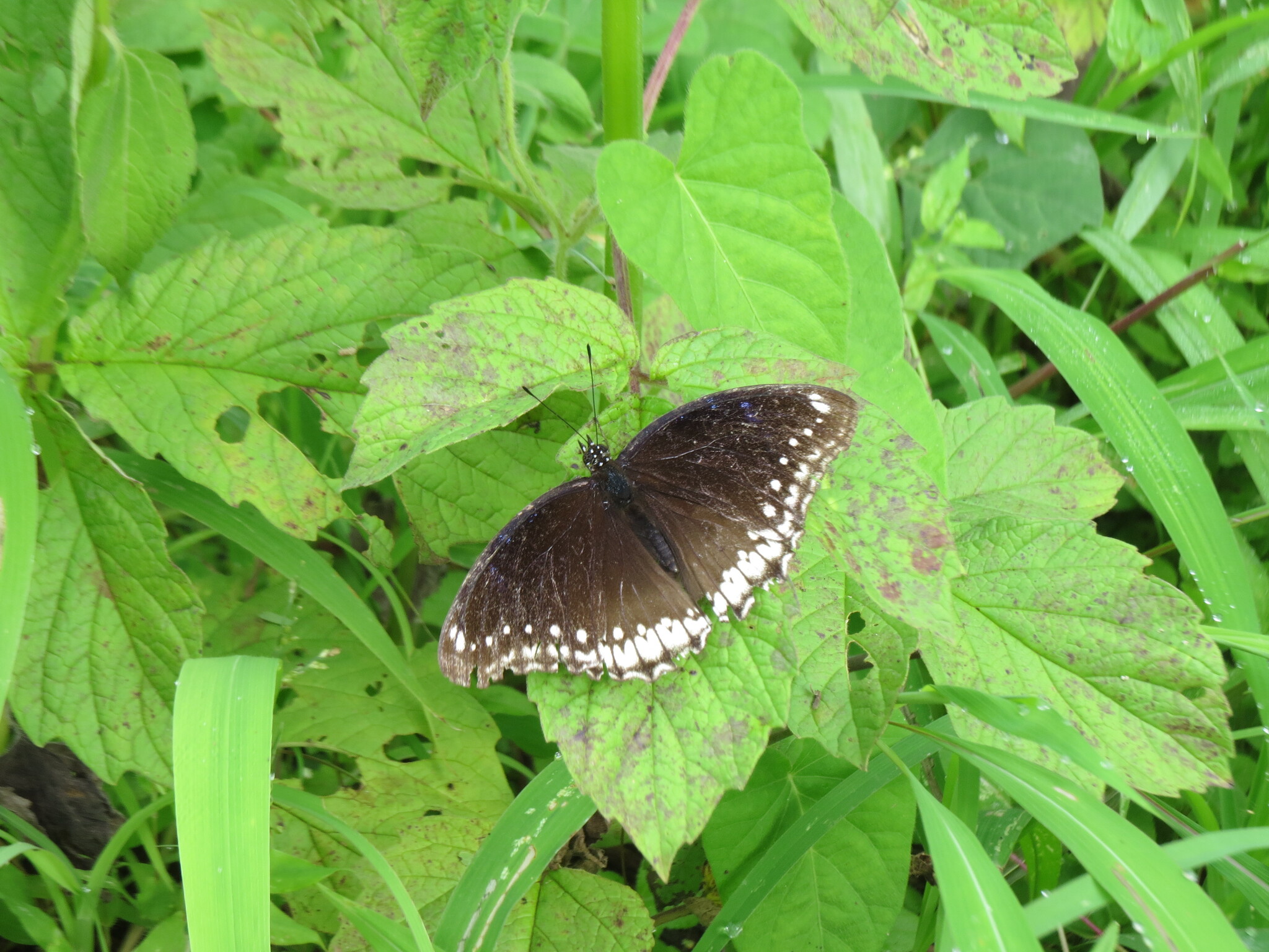 Great Eggfly