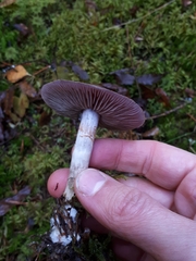 Cortinarius saturninus
