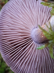 Cortinarius saturninus