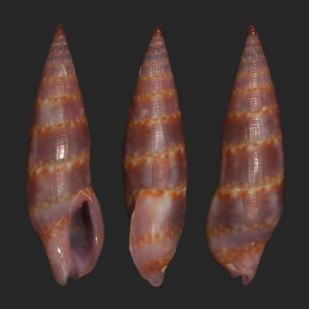 Aesopus cumingii