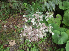 Petasites formosanus