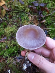 Cortinarius saturninus