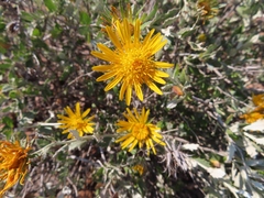 Berkheya fruticosa