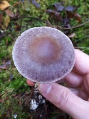 Cortinarius saturninus