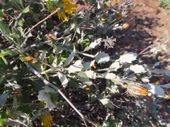Berkheya fruticosa