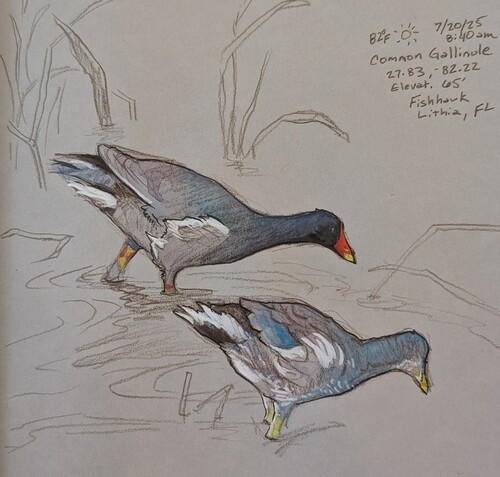 Common Gallinule