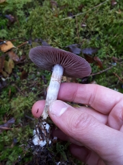 Cortinarius saturninus