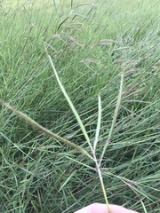 Dichanthium