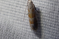 Battaristis vittella