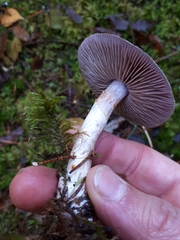 Cortinarius saturninus