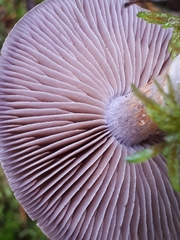 Cortinarius saturninus