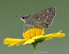 Hesperia attalus slossonae