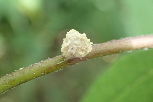 Bucculatrix needhami