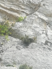 Agave victoriae-reginae