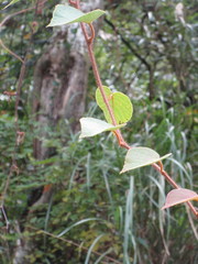 Actinidia setosa