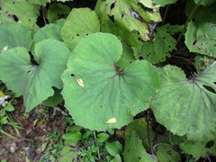 Petasites formosanus