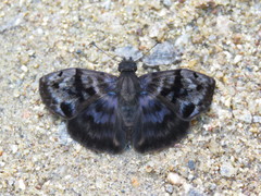 Ebrietas evanidus