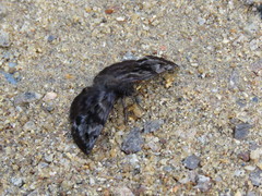 Ebrietas evanidus