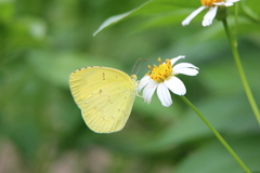 Eurema hecabe hecabe