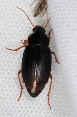 Notiobia