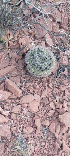 Giant chin cactus (Gymnocalycium saglionis)