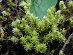 Racomitrium canescens