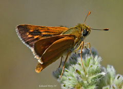 Hesperia meskei straton